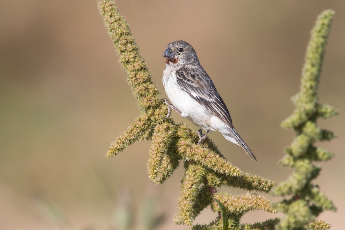 Chestnut-throated Seedeater - ML321692621