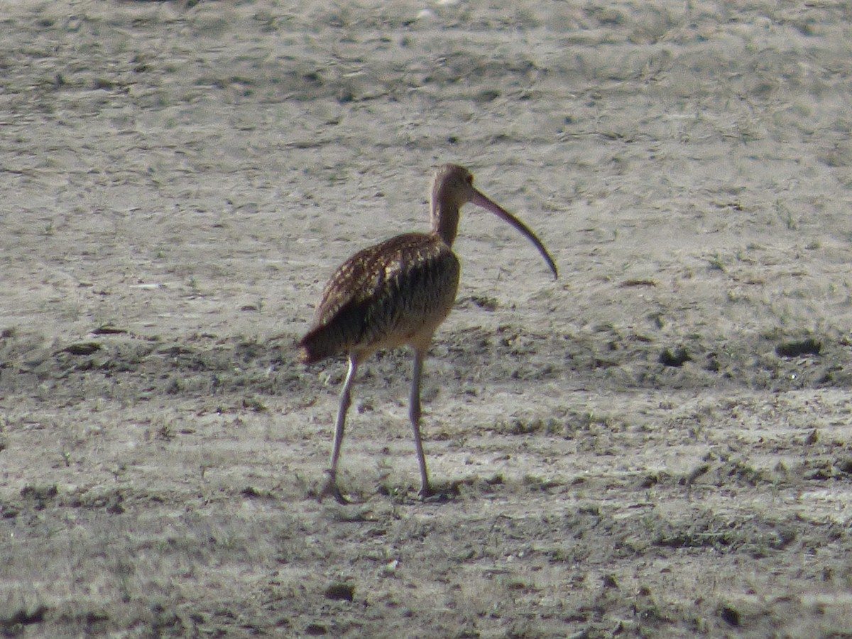 Long-billed Curlew - ML32169501