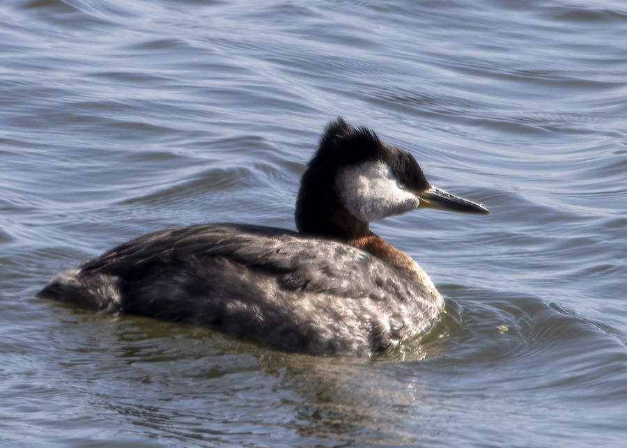 Red-necked Grebe - ML321703761