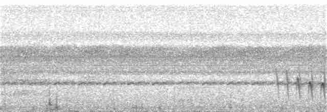 White-flanked Antwren - ML321708491