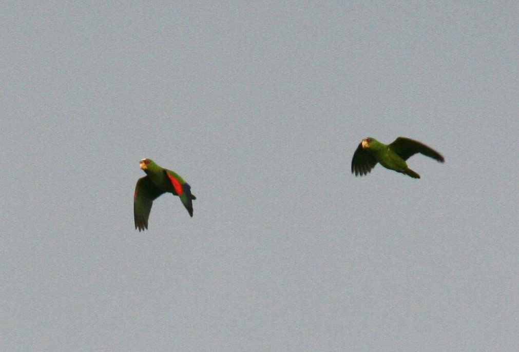 White-fronted Parrot - Brooke Miller