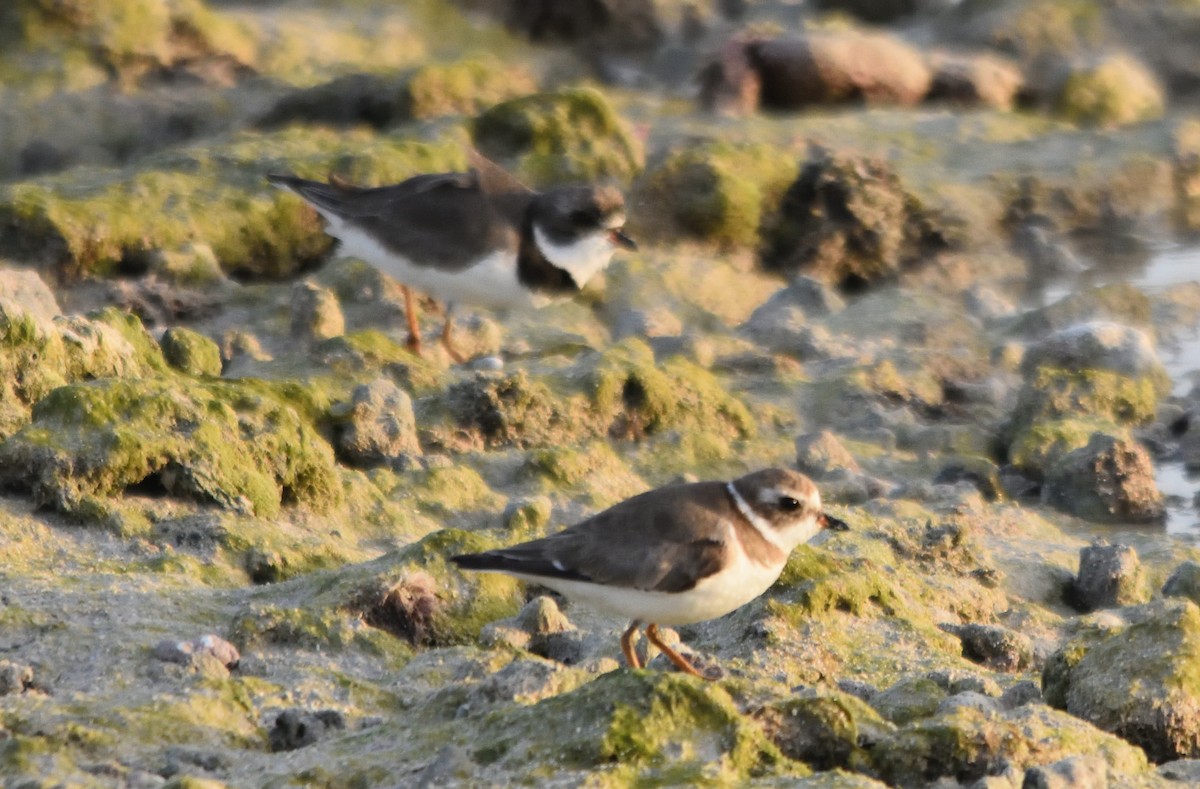 Semipalmated Plover - ML321711021