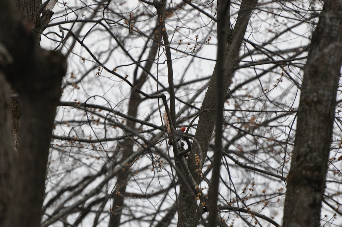 Red-bellied Woodpecker - ML321714511