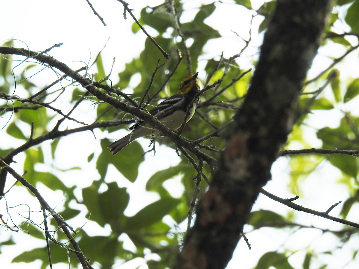Black-throated Green Warbler - ML321716641