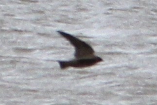 Northern Rough-winged Swallow - ML321722951