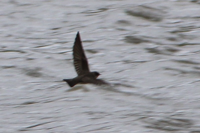 Northern Rough-winged Swallow - ML321722961