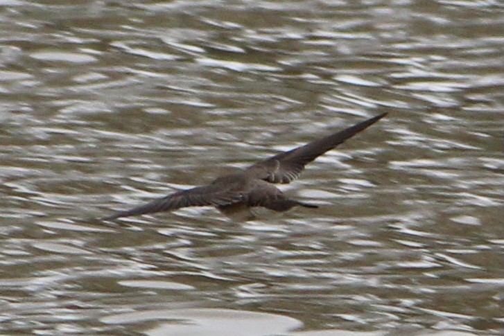 Northern Rough-winged Swallow - ML321722991
