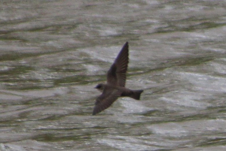 Northern Rough-winged Swallow - ML321723051