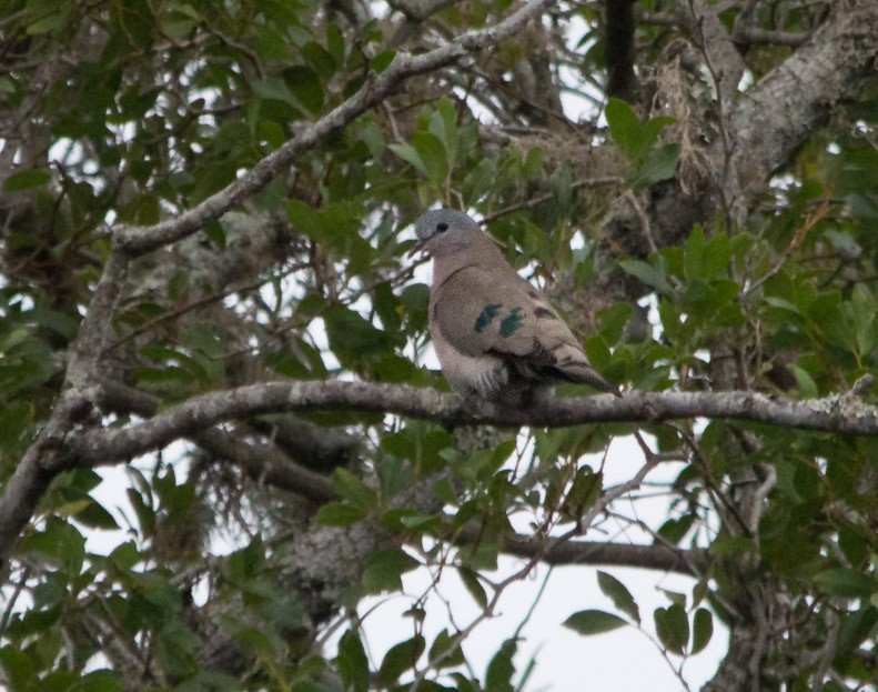 Emerald-spotted Wood-Dove - Julie MacDonald