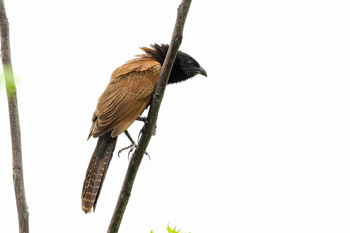 Lesser Coucal - 独行虾 Bird.soong