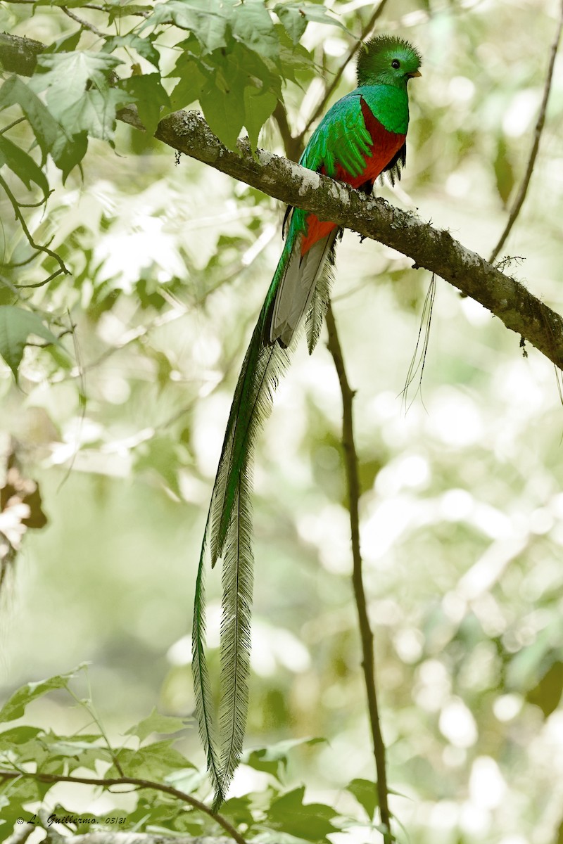 Quetzal resplendissant - ML321735621