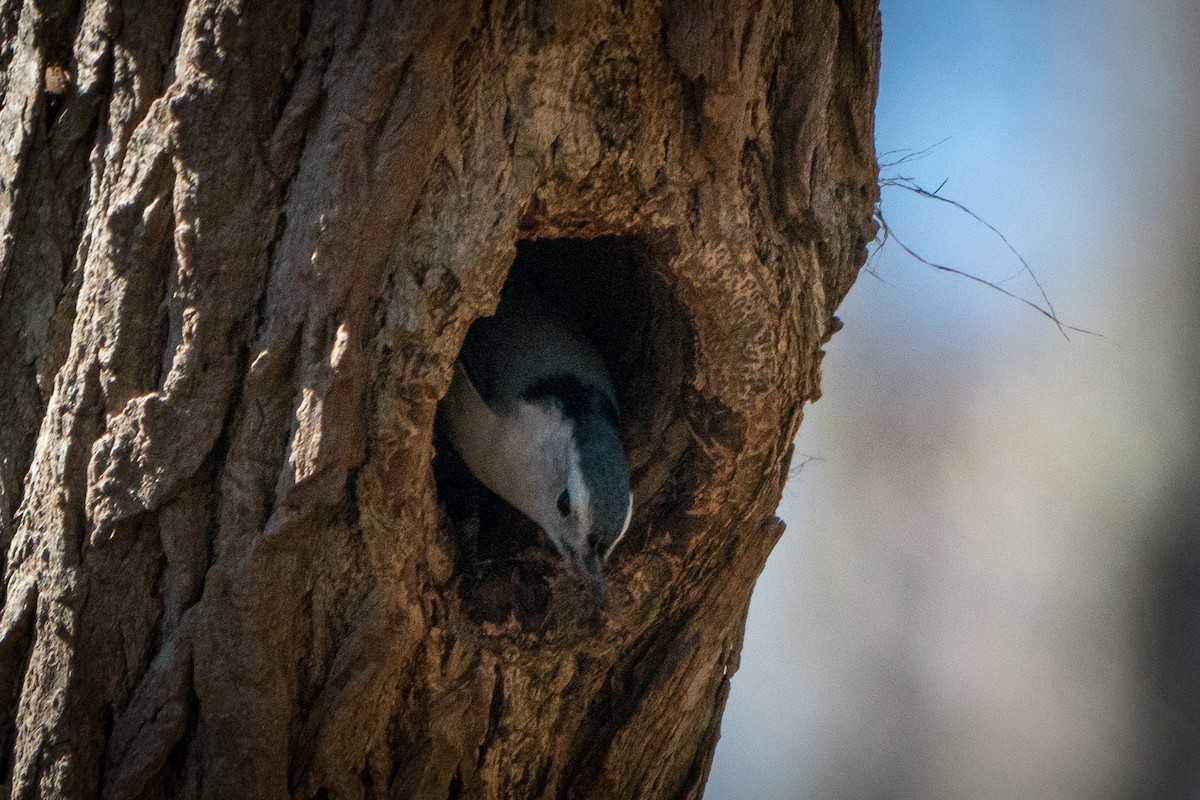 White-breasted Nuthatch - Ed McGee