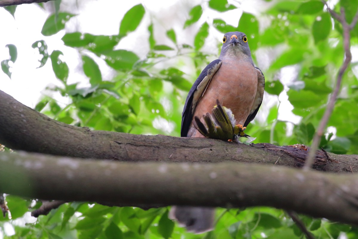 Chinese Sparrowhawk - ML321743251