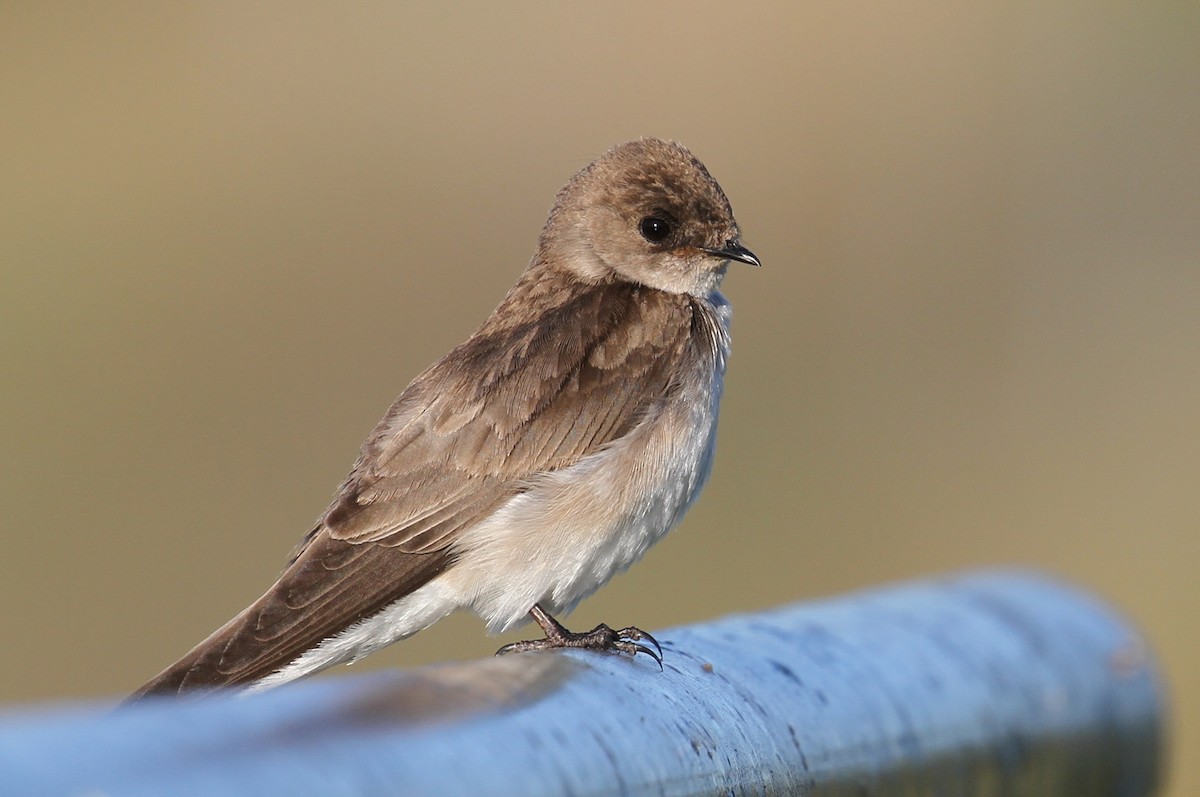 Northern Rough-winged Swallow - ML321743751