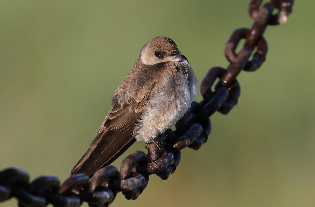 Northern Rough-winged Swallow - ML321743841