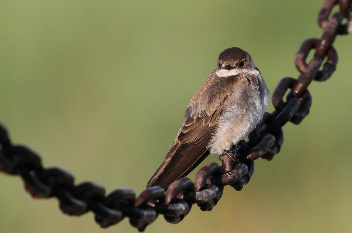Northern Rough-winged Swallow - Sasha Cahill