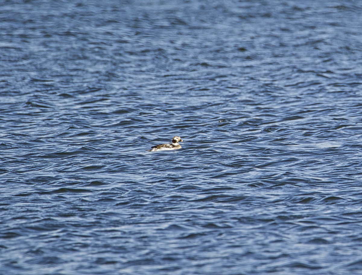 Long-tailed Duck - ML321743961