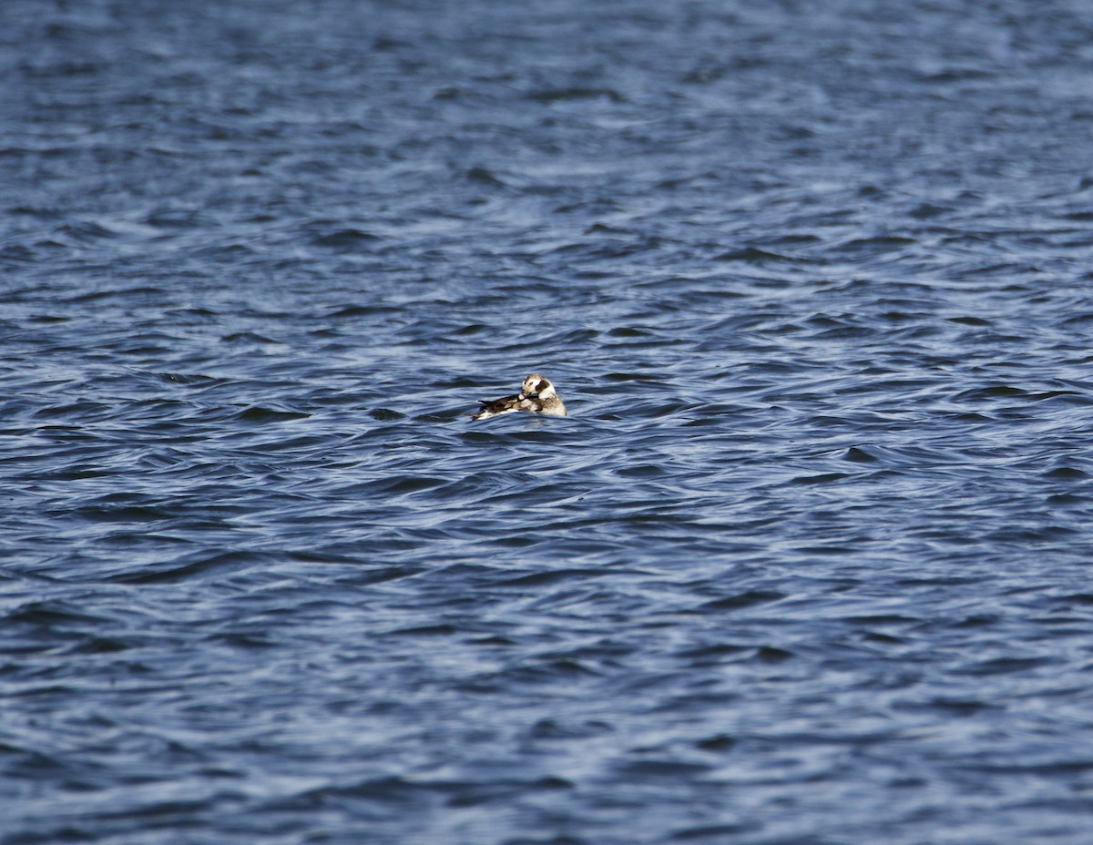 Long-tailed Duck - ML321743971
