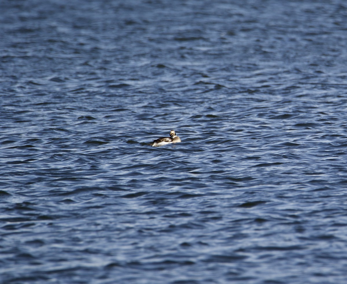 Long-tailed Duck - ML321743981