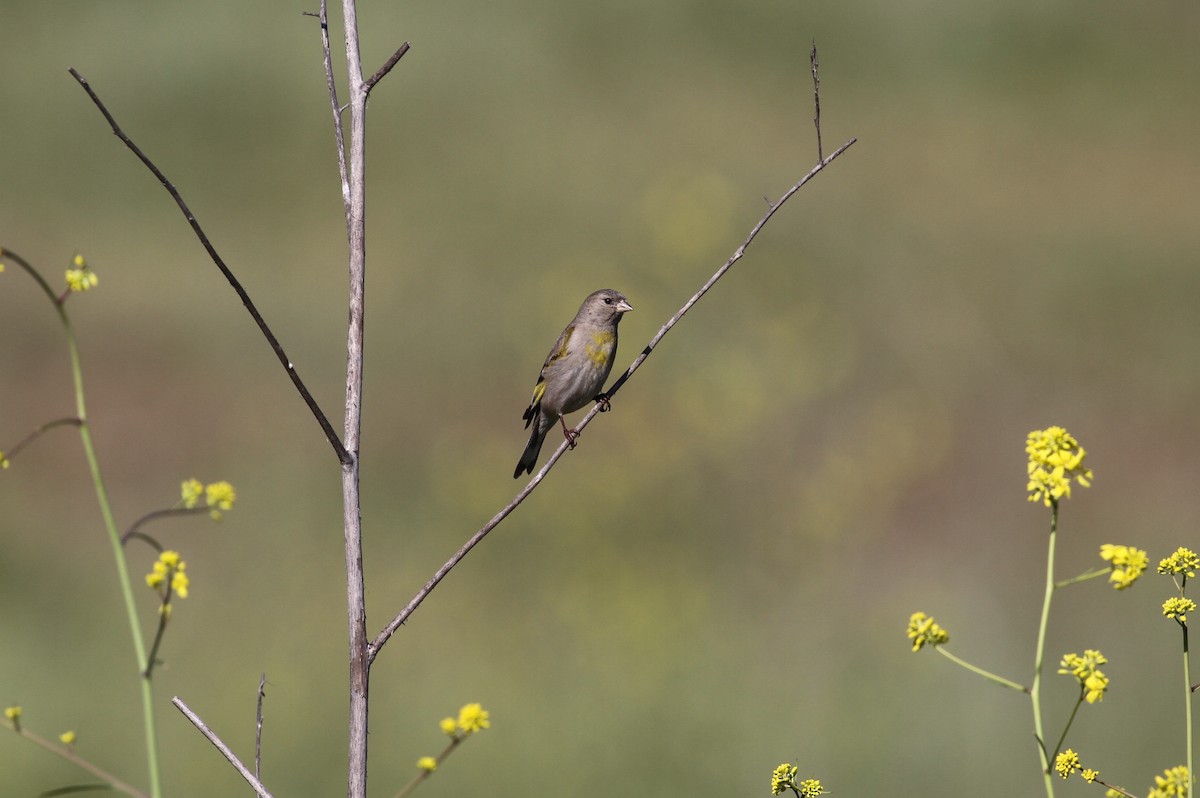 Lawrence's Goldfinch - ML321744081
