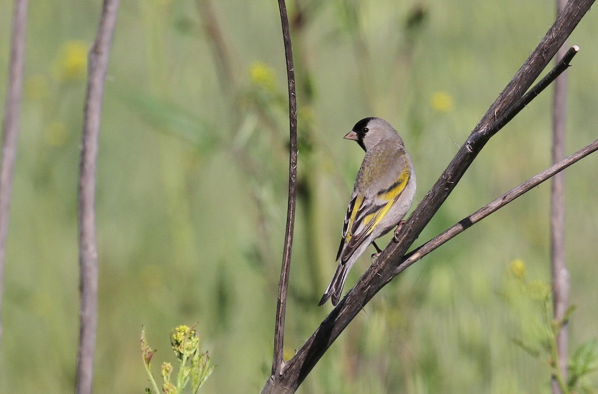 Lawrence's Goldfinch - ML321744101