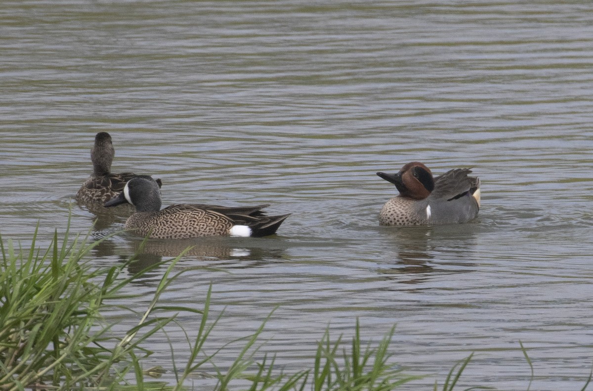 Green-winged Teal - ML321747191