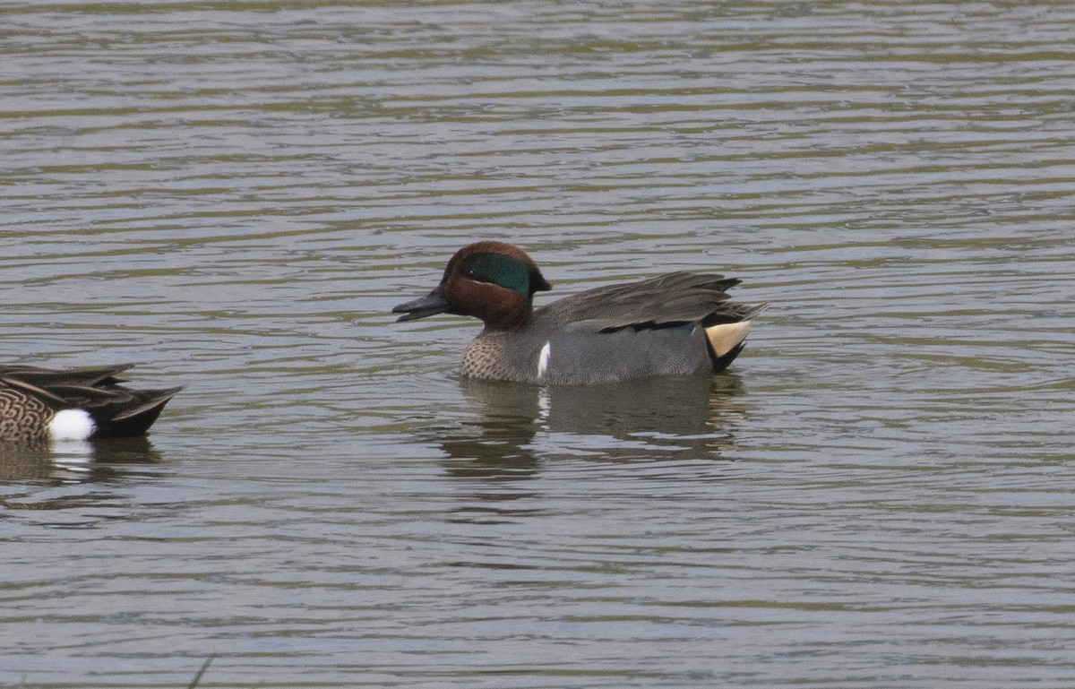 Green-winged Teal - ML321747211