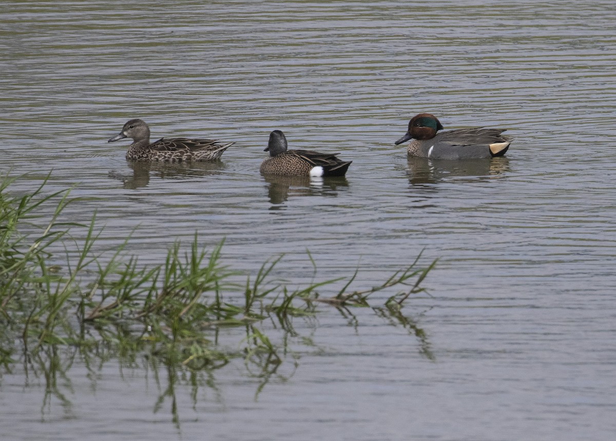 Green-winged Teal - ML321747231