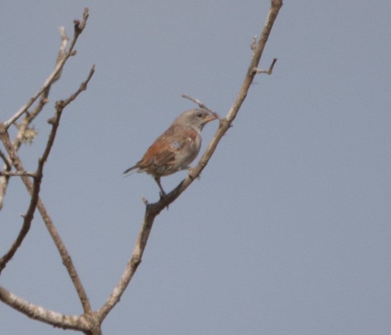 Southern Gray-headed Sparrow - ML321751231