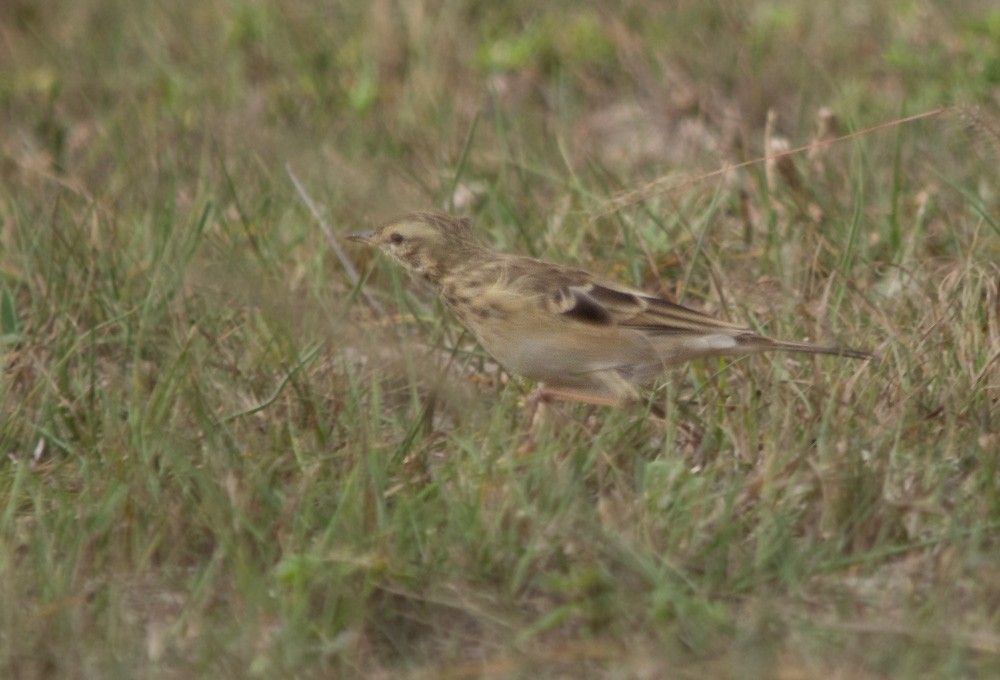 African Pipit - ML321751541