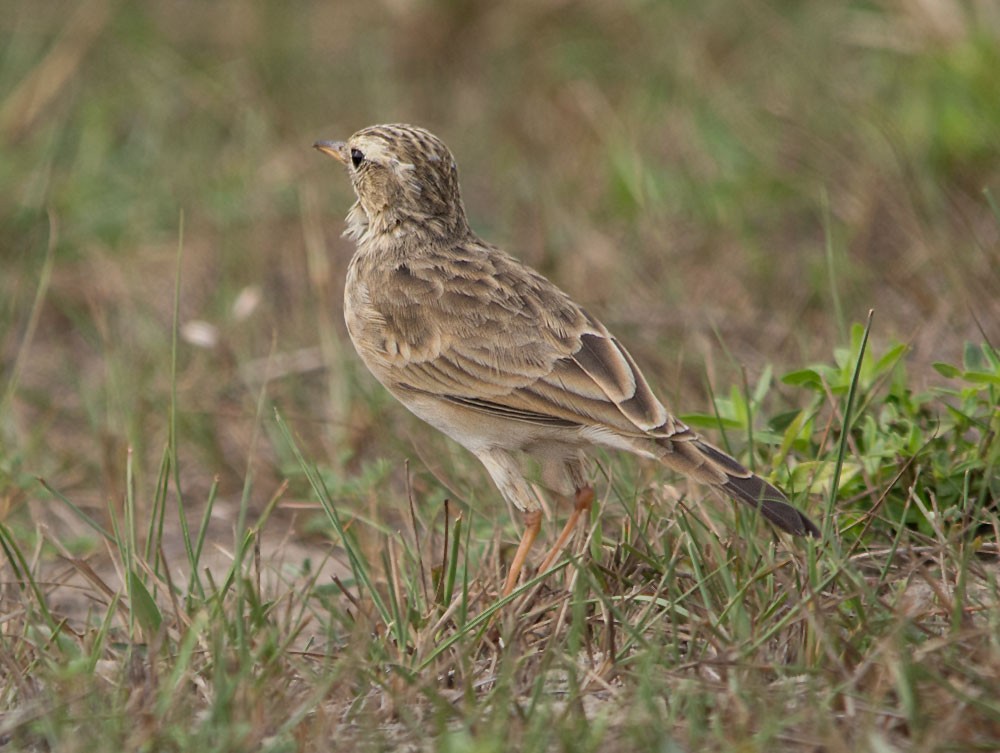 African Pipit - ML321751571