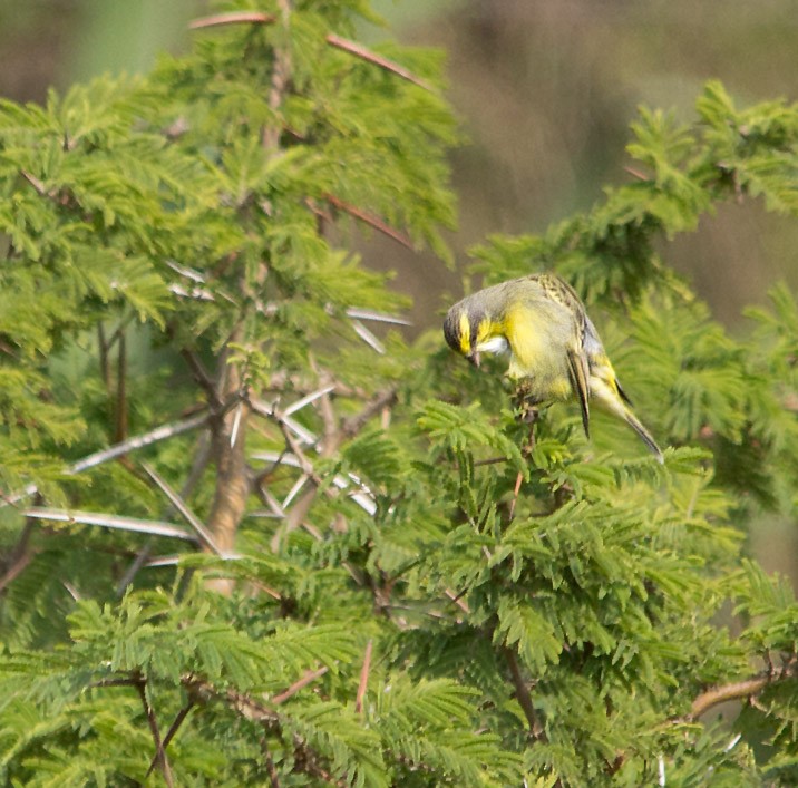 Yellow-fronted Canary - ML321751981