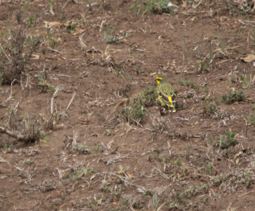 Yellow-fronted Canary - ML321752101