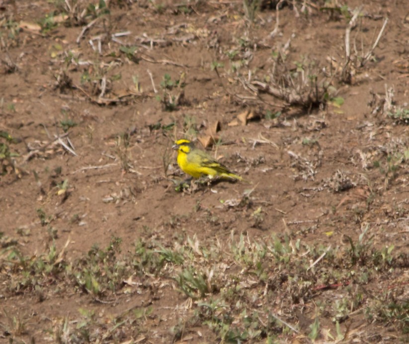 Yellow-fronted Canary - ML321752111