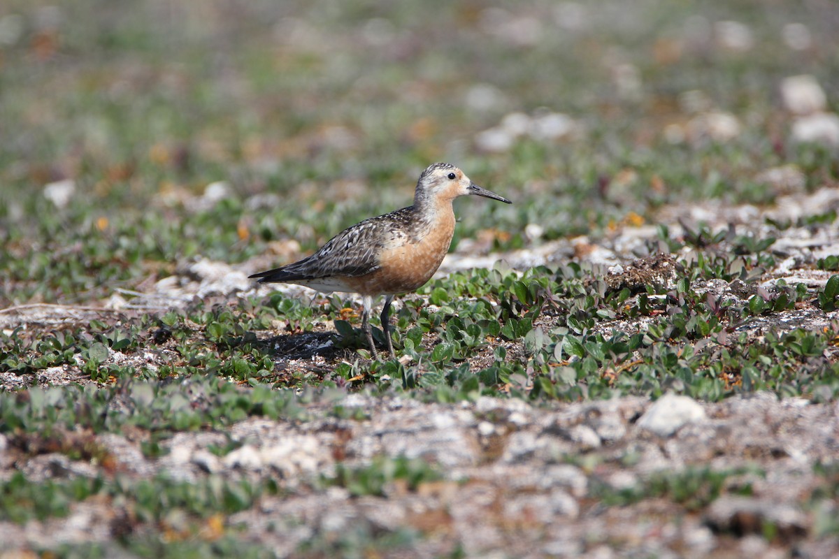 Red Knot - ML32175391