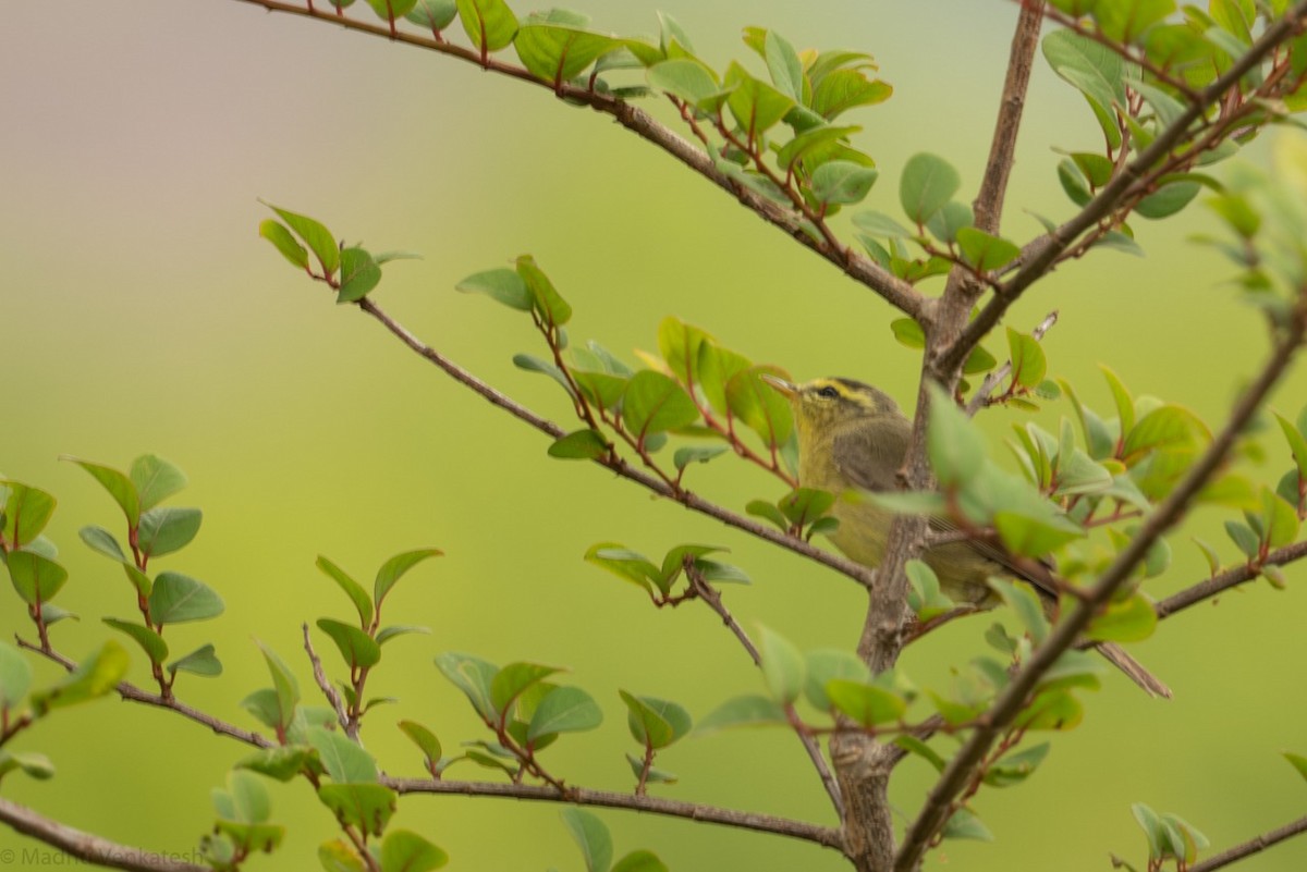 Tickell's Leaf Warbler (Tickell's) - Madhu Venkatesh