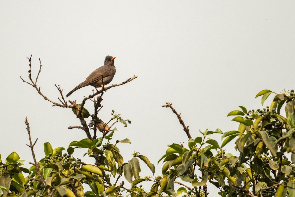 Square-tailed Bulbul - Madhu Venkatesh