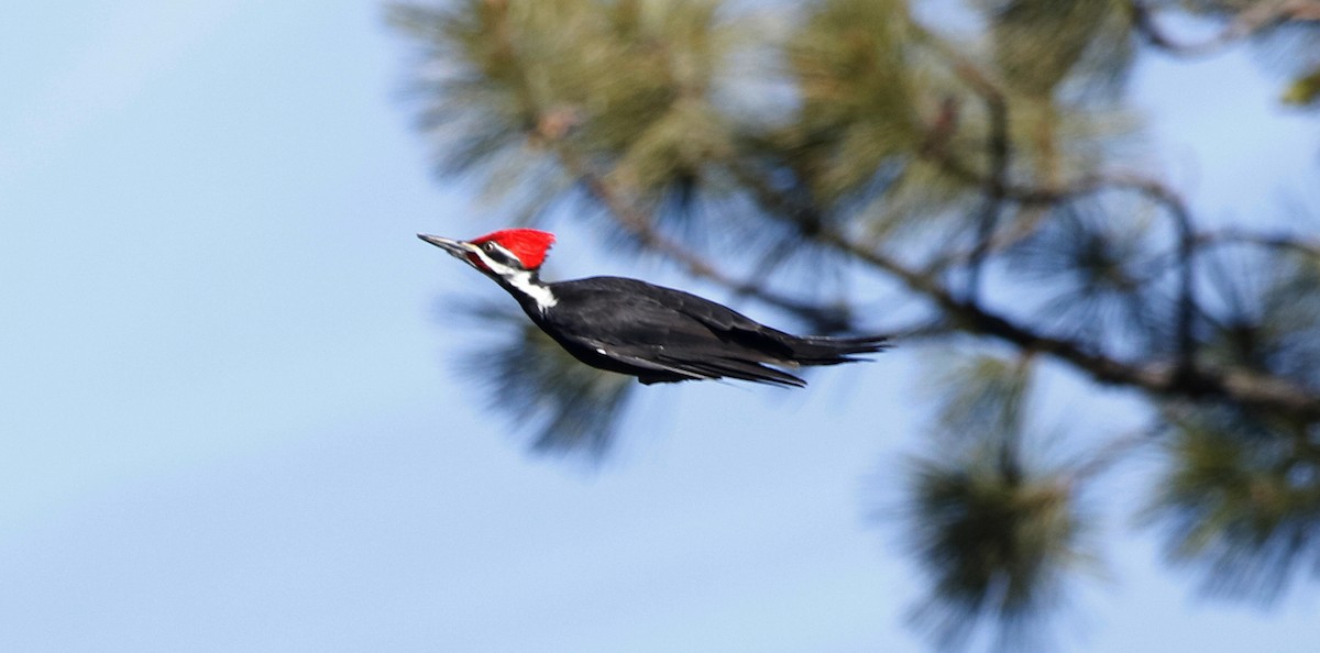 Pileated Woodpecker - Mark  Ludwick
