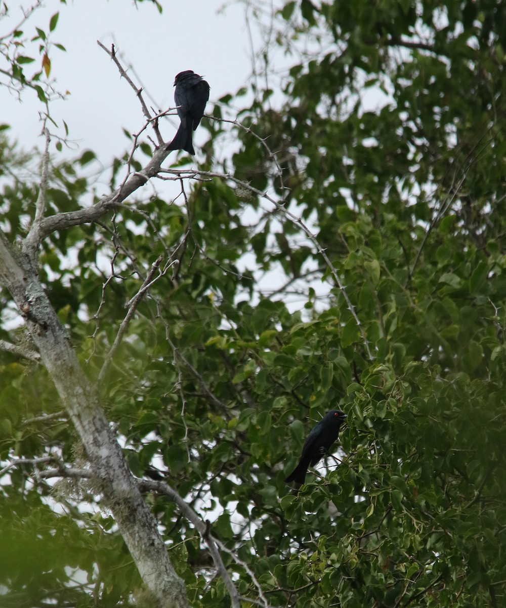 Square-tailed Drongo - ML321758841
