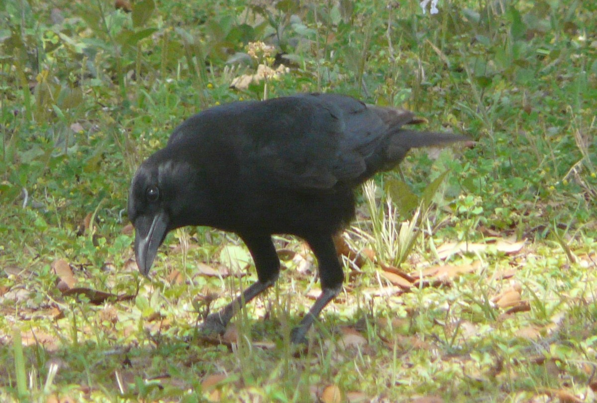 American Crow - ML321760971