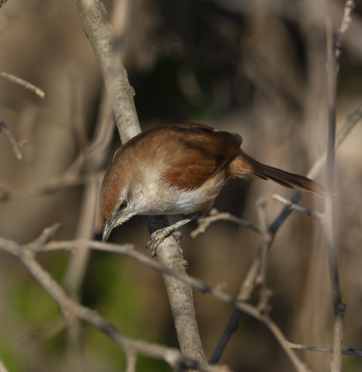 Yellow-chinned Spinetail - ML321761761