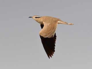  - Cream-colored Courser