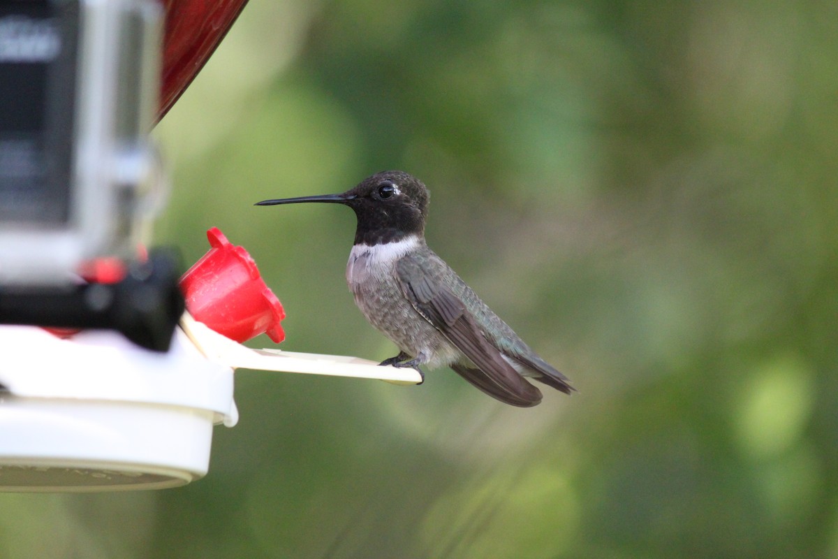 Black-chinned Hummingbird - Randy Podoll