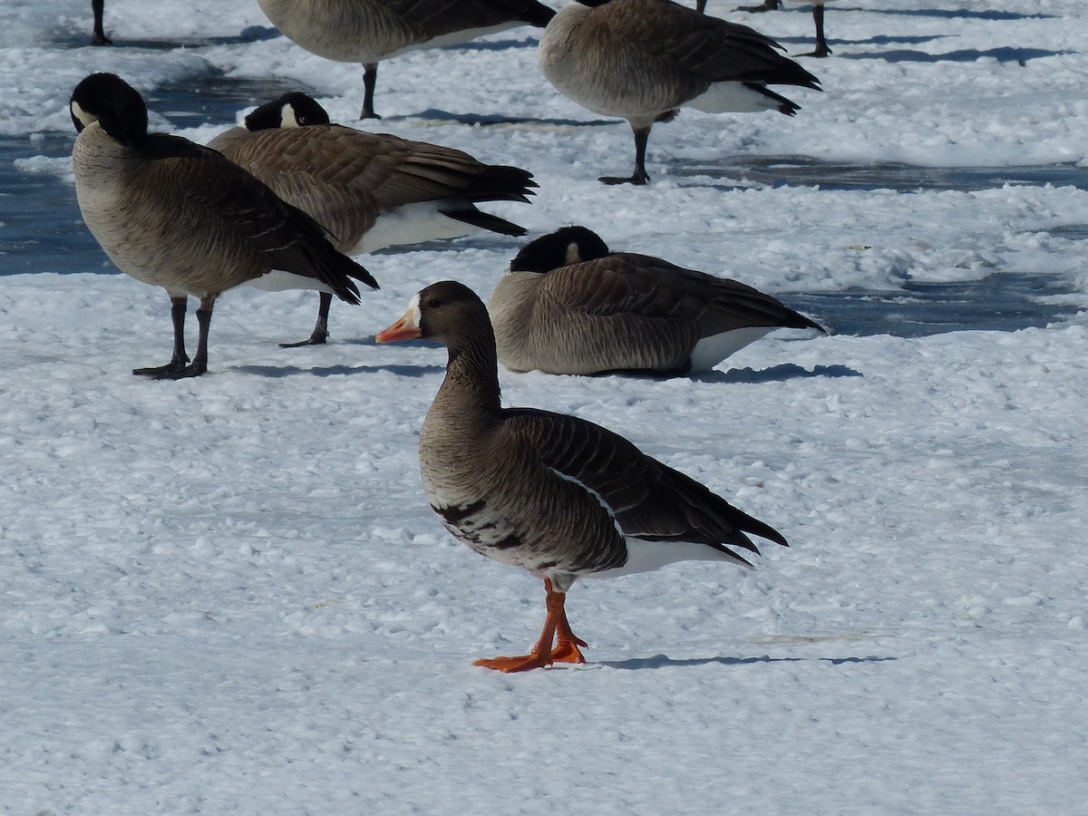 Greater White-fronted Goose - ML321764671