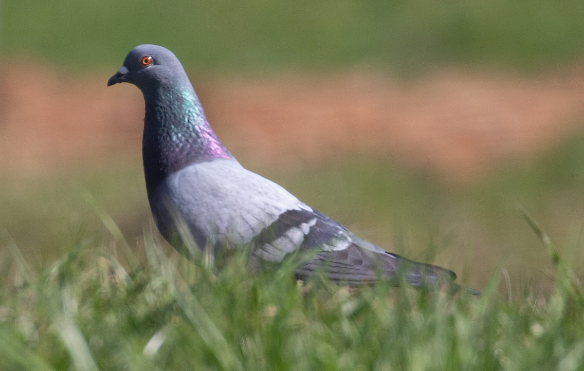 Rock Pigeon (Feral Pigeon) - ML321766011