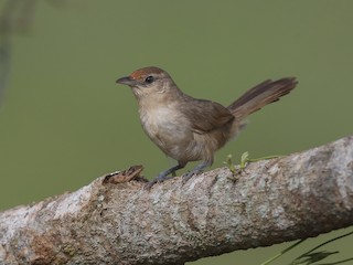  - Rufous-fronted Thornbird (Rufous-fronted)