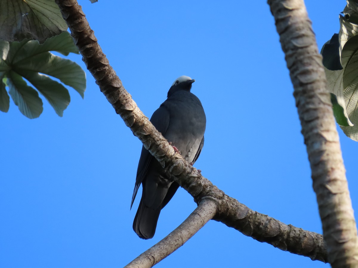 White-crowned Pigeon - Anuar Acosta