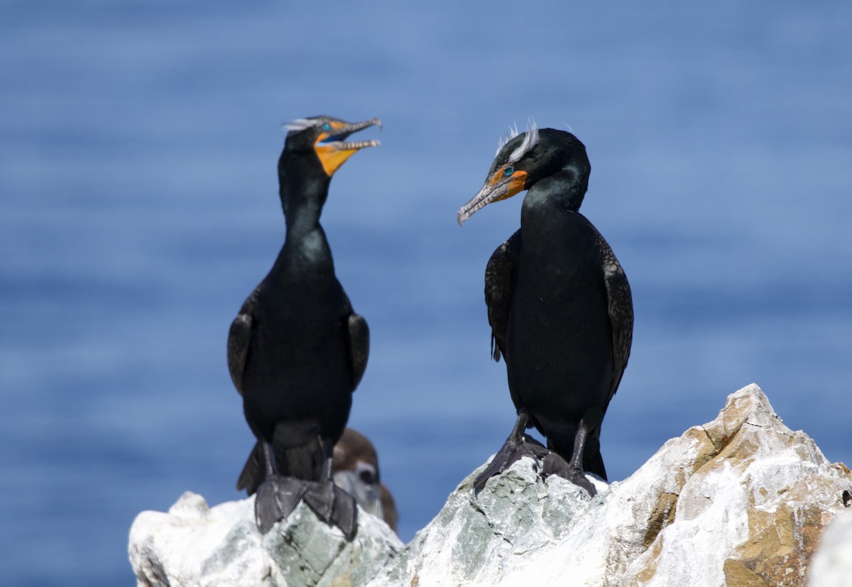 Double-crested Cormorant - Will Sweet