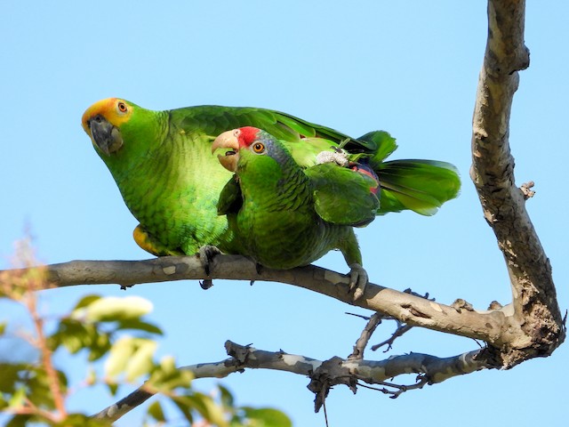 Red-crowned Parrot copulating with a likely Red-crowned Parrot x Turquoise-fronted Parrot (<em class="SciName notranslate">Amazona aestiva</em>) hybrid. - Red-crowned Parrot - 
