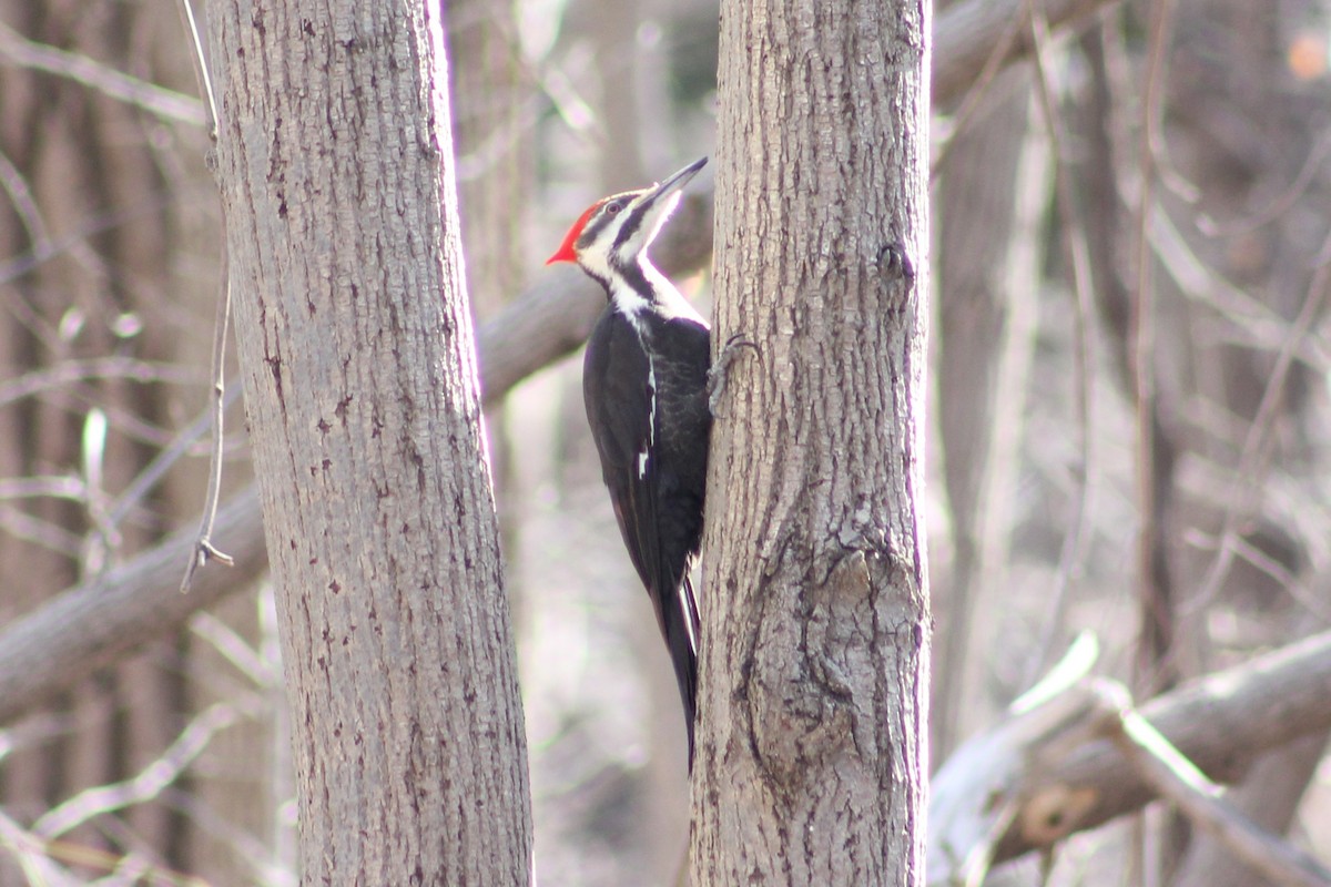 Pileated Woodpecker - ML321784241